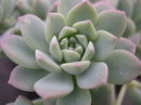 Mexican Snowball, Mexican Gem, Hen and Chicks, White Mexican Rose,اشوریا الگانس
